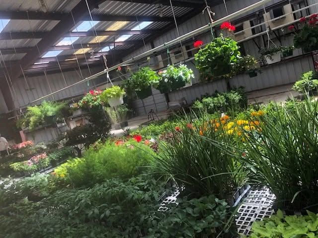 Indoor greenhouse with rows of lush green plants and flowers under a metal roof