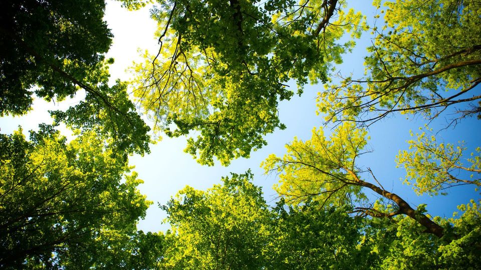 Looking up through green tree canopies toward a bright blue sky on a sunny day