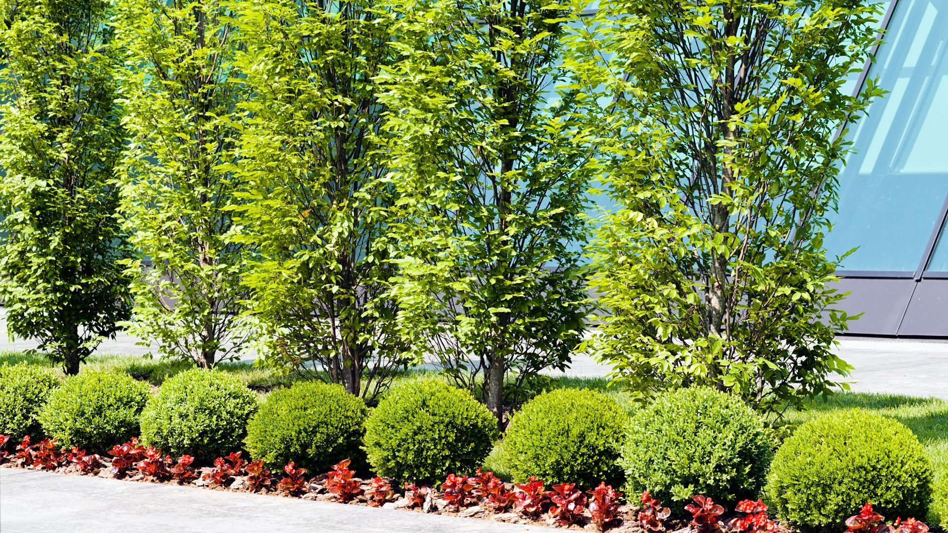 Row of trimmed green shrubs and tall trees along a landscaped walkway with red flowers