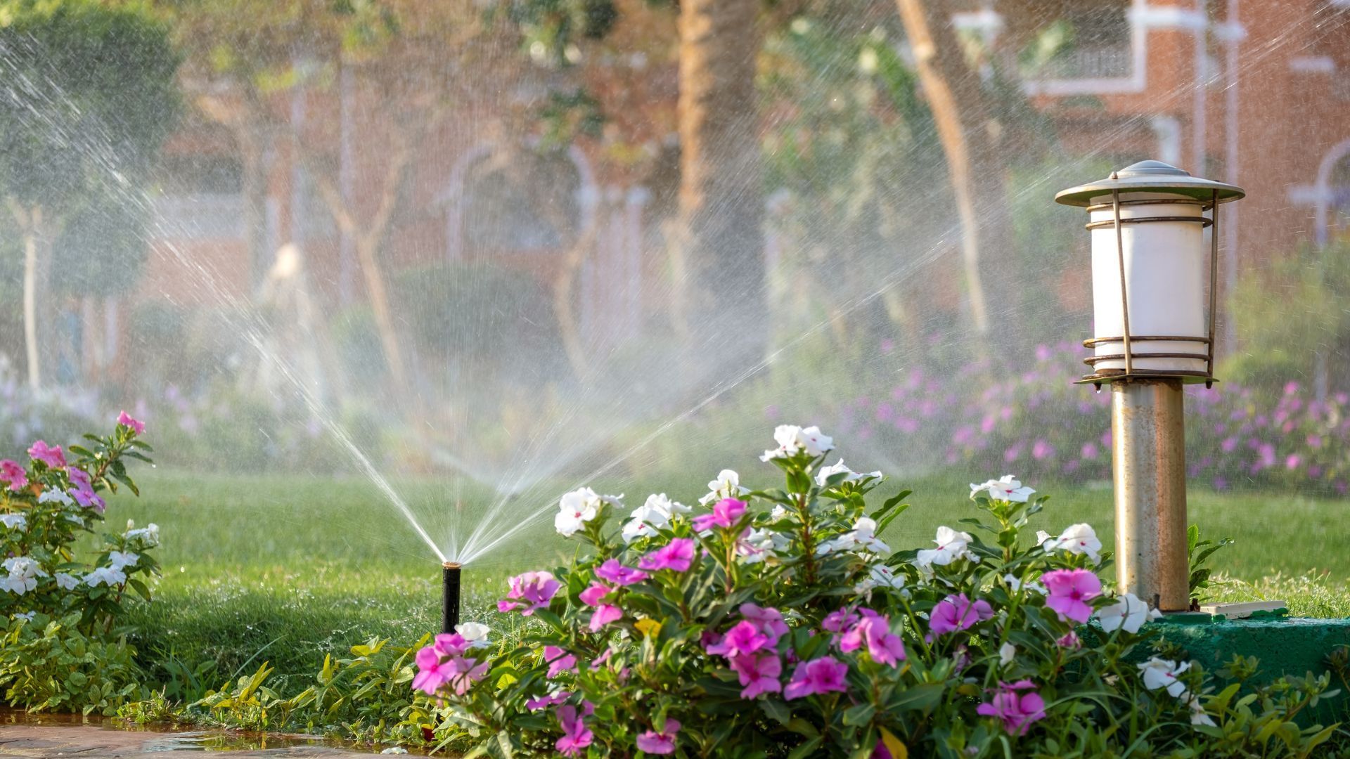 Garden sprinkler watering pink and purple flowers beside a path at dusk
