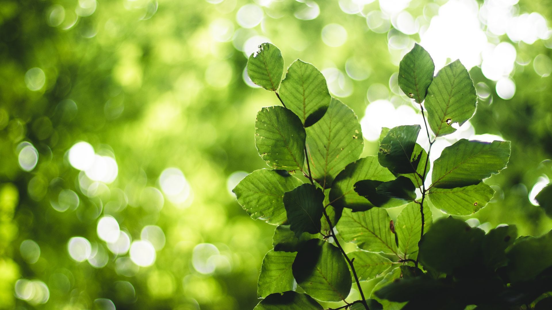 Sunlit green leaves against a bright, blurred forest background
