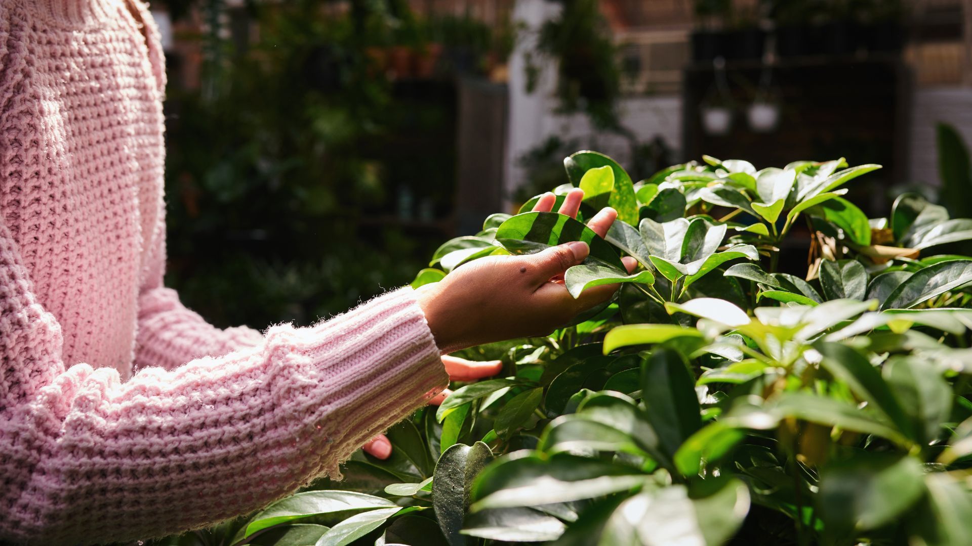 Hand in pink sweater gently touching green leaves in a sunlit garden