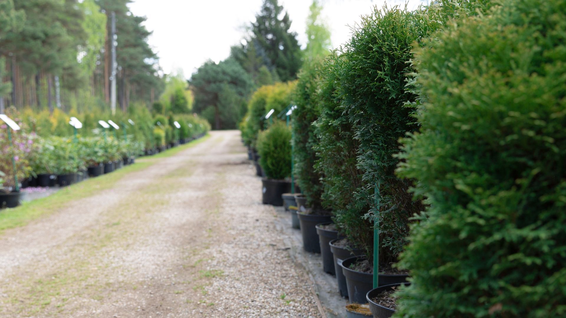 Tree-lined gravel path beside rows of potted shrubs at a nursery