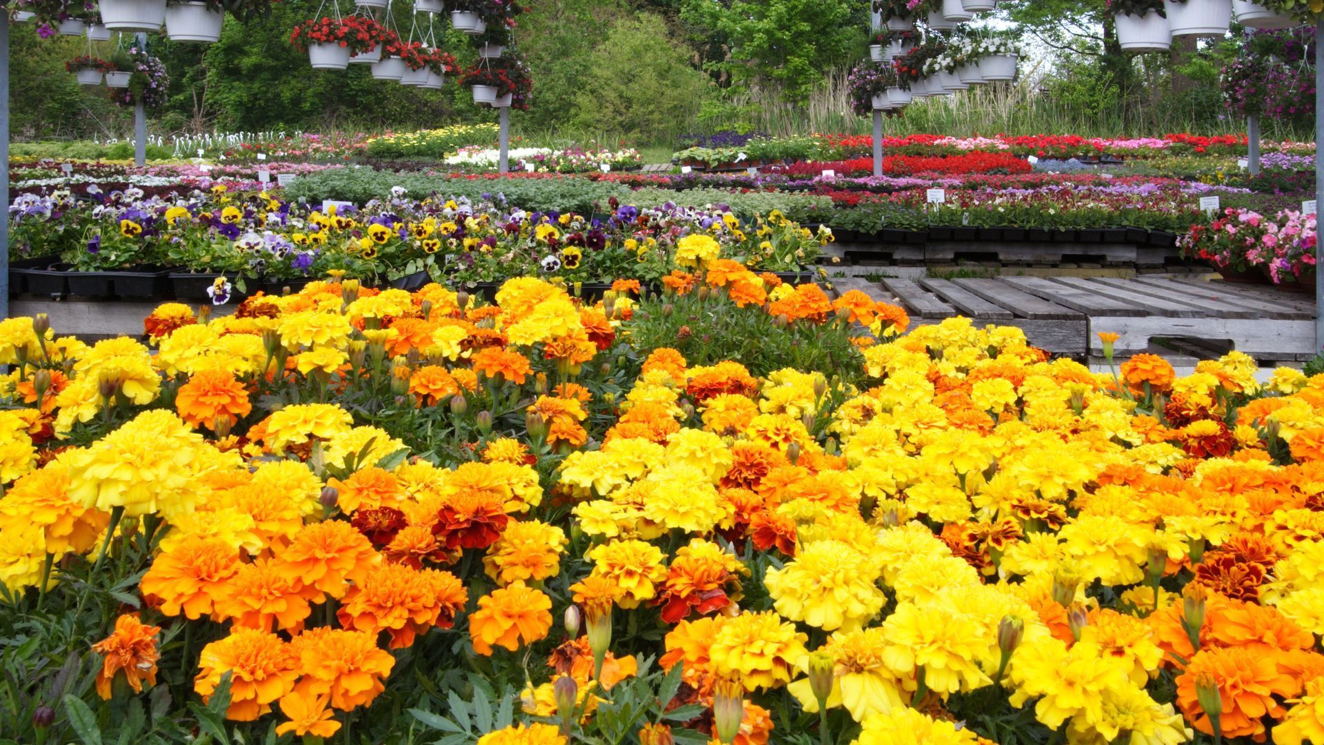 Bright yellow and orange flowers blooming in a garden with rows of colorful plants in the background