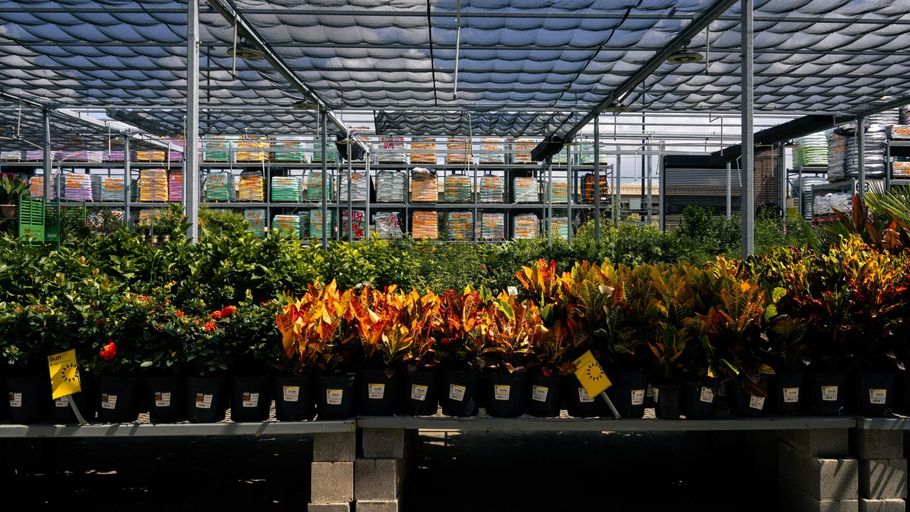 Rows of potted flowering plants in a greenhouse, with red, yellow, and green foliage under a metal roof.