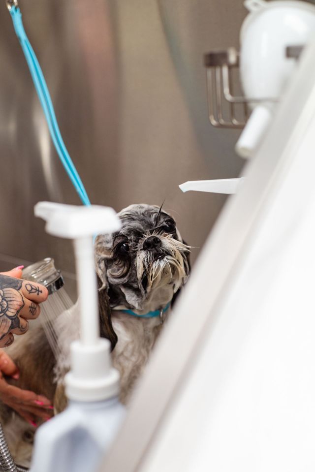 Small wet dog being groomed in a tub, with a blue grooming loop and spray nozzle nearby.