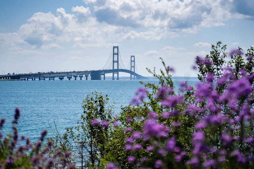 Purple flowers in the foreground with a blue bay and a suspension bridge under a partly cloudy sky. Purple flowers in the foreground with a blue bay and a suspension bridge under a partly cloudy sky.