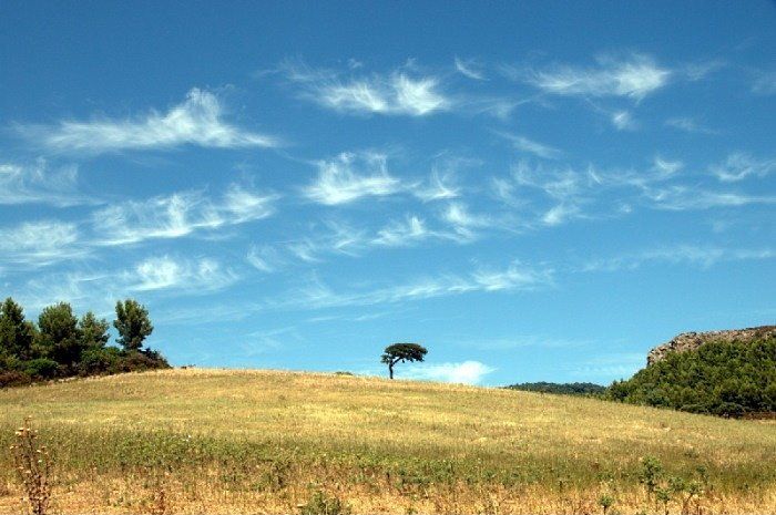 Campo con albero