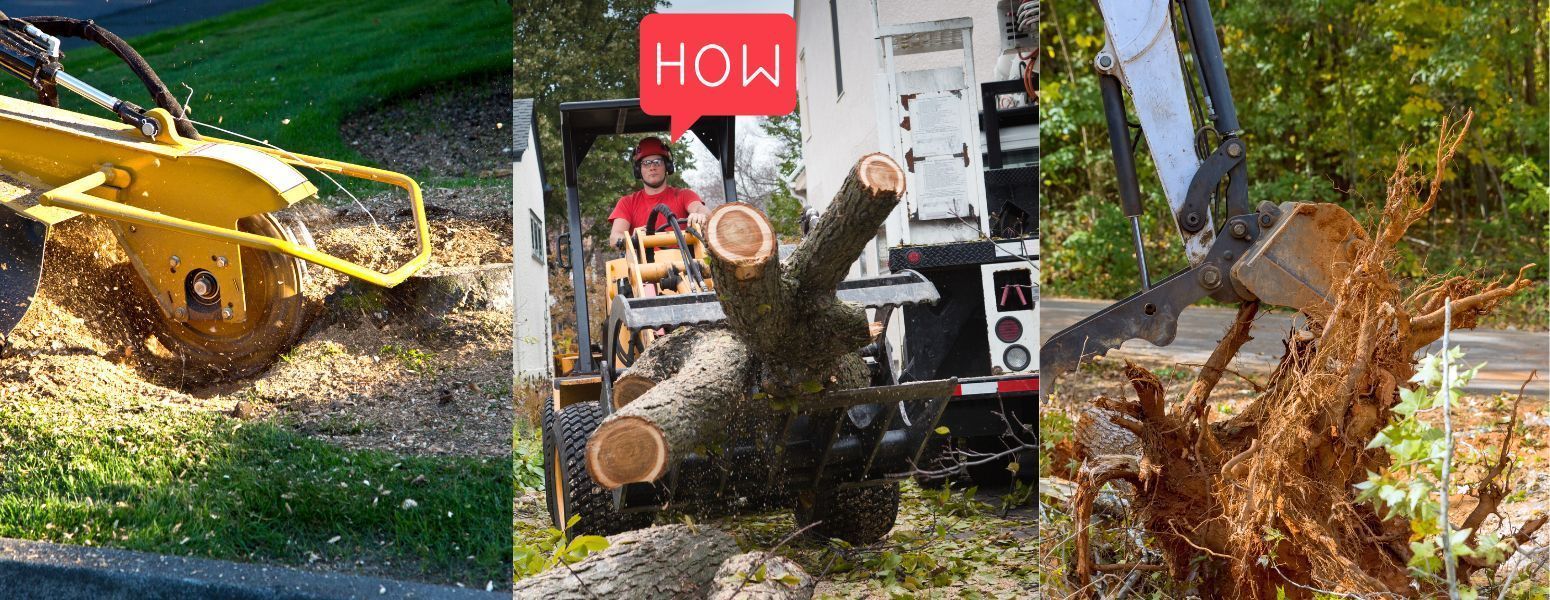 Got a tree that needs to come out? Call NWC Tree Service for a no obligation quote. (562) 362-5683