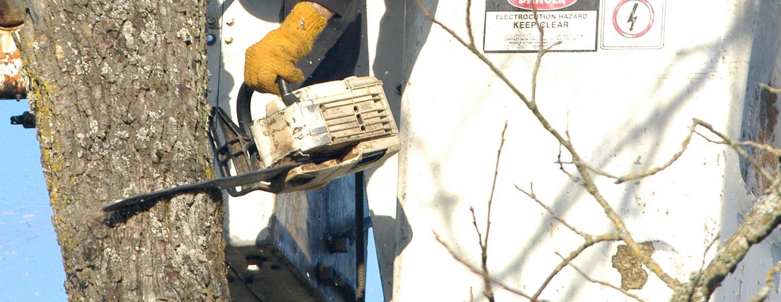 A person is cutting a tree with a chainsaw.