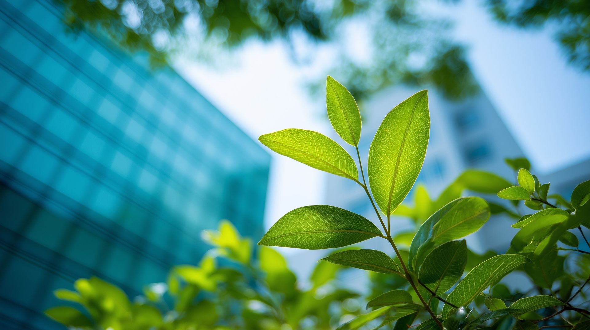 Green leaves in sunlight against a blue-glass skyscraper.