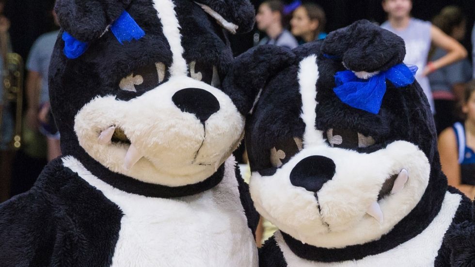 Two black and white stuffed animals with blue bows on their heads