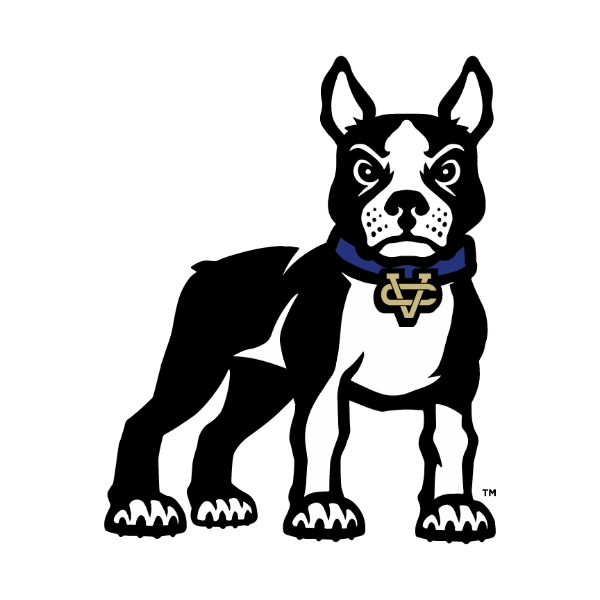A black and white boston terrier with a blue collar is standing on a white background.