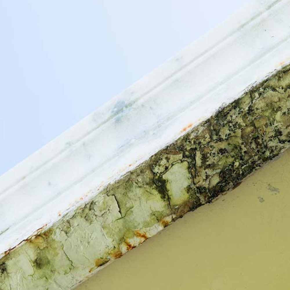 Mold and water damage along a white window frame and beige wall corner