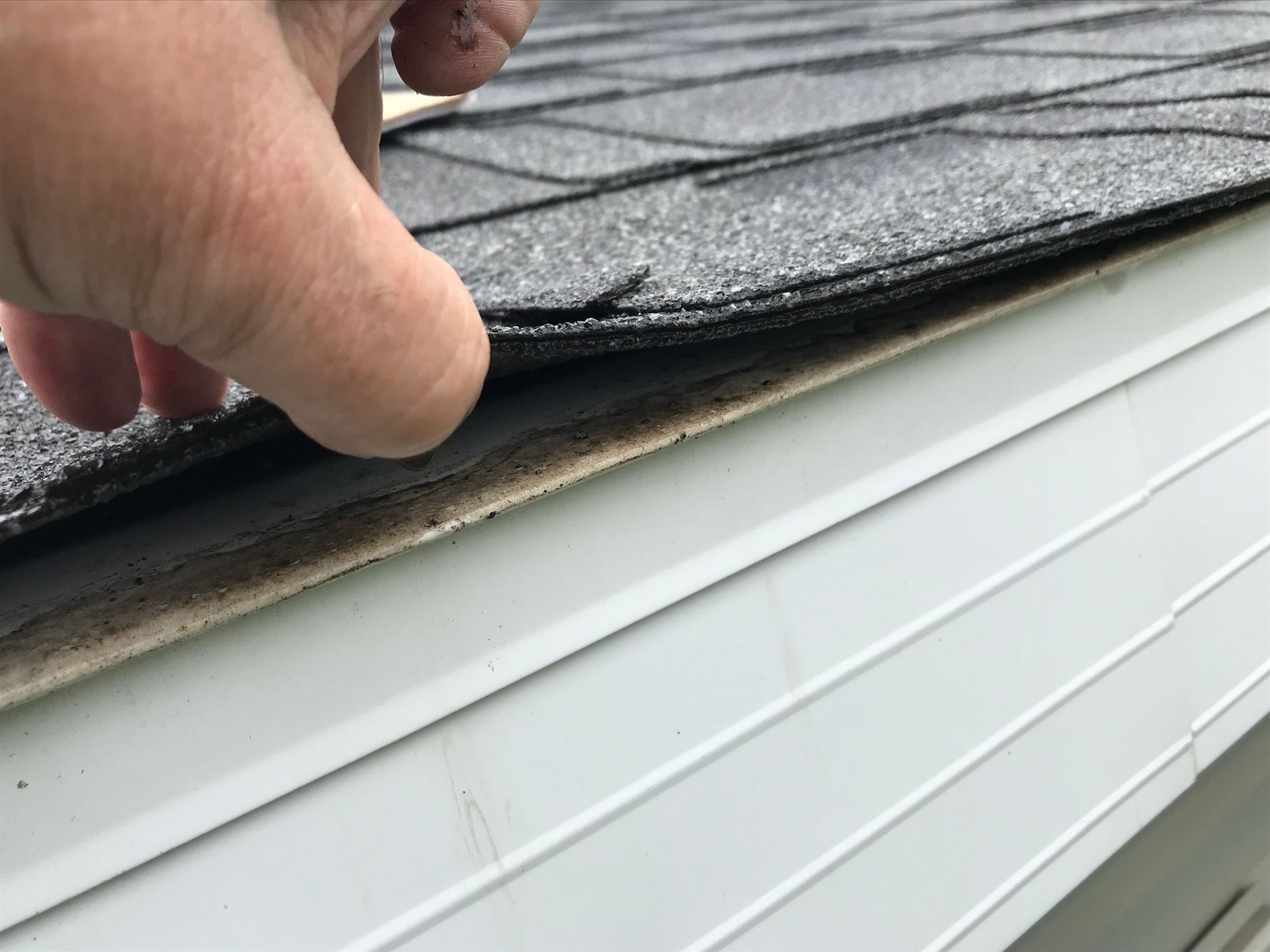 Hand lifting a shingle to expose damaged roof edge above white siding