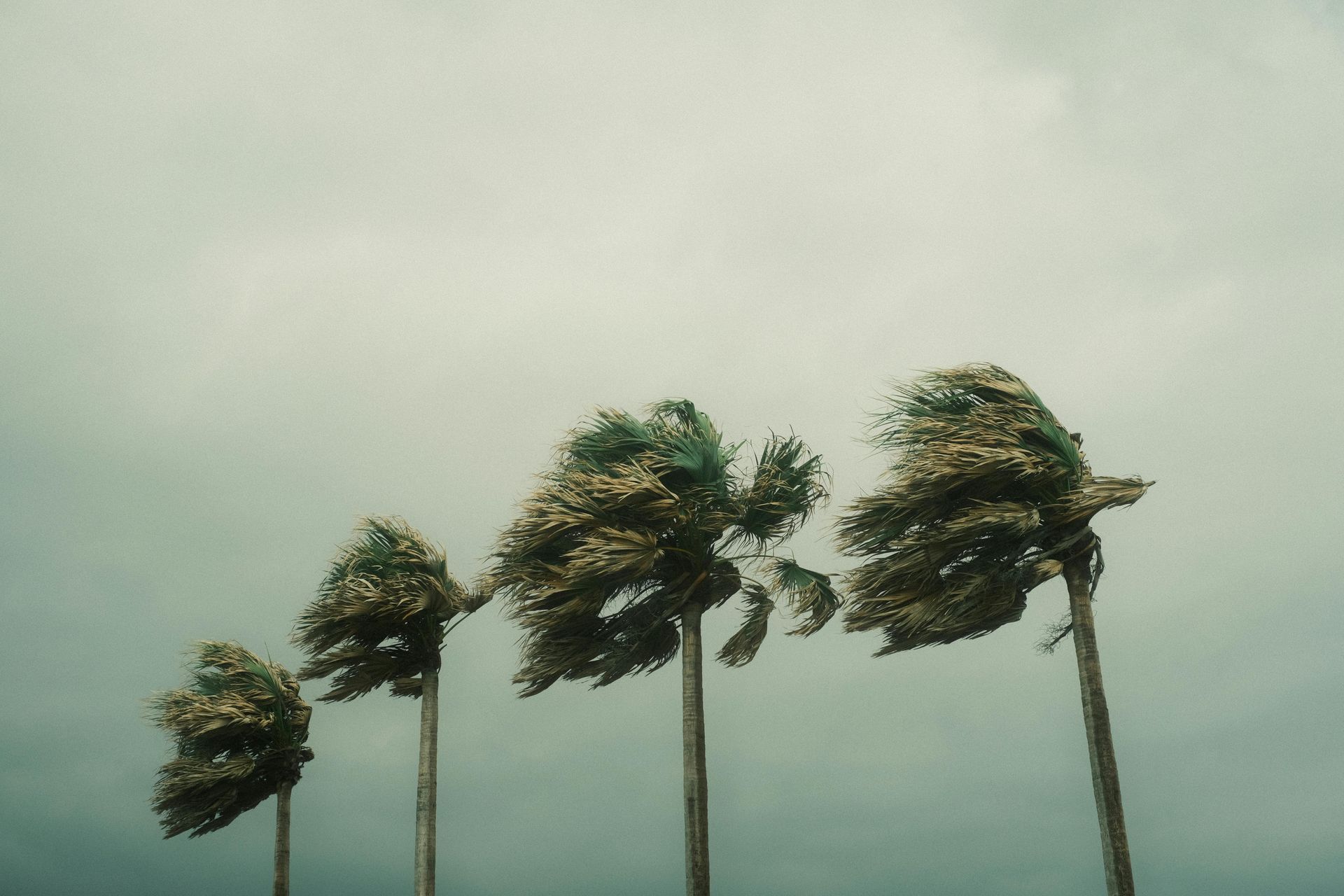 Wind-bent trees swaying in a strong storm under a gray sky