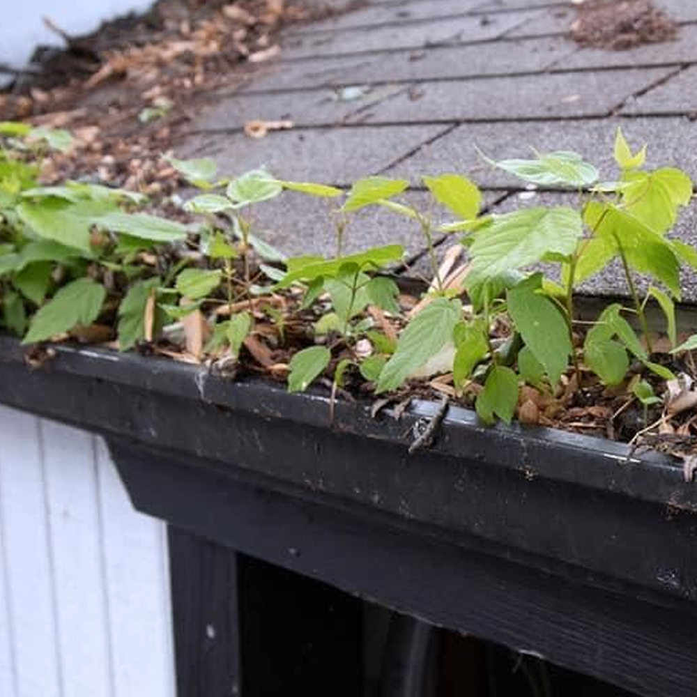 Green vine growing along the edge of a gray shingled roof over a black gutter
