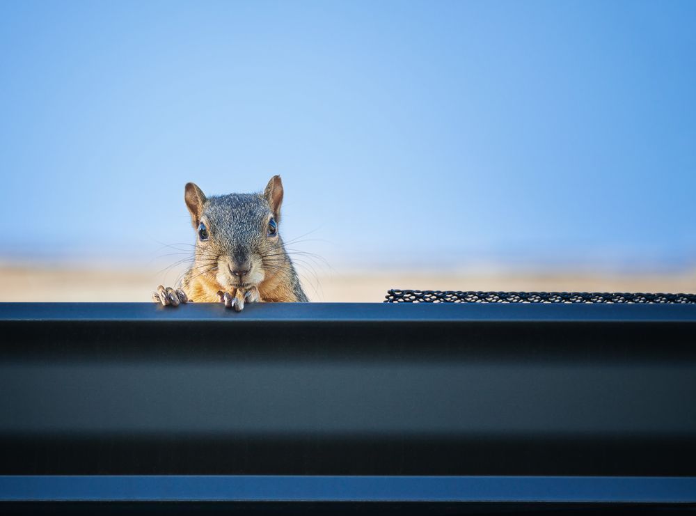 Squirrel peeks over a black ledge against a blue sky.