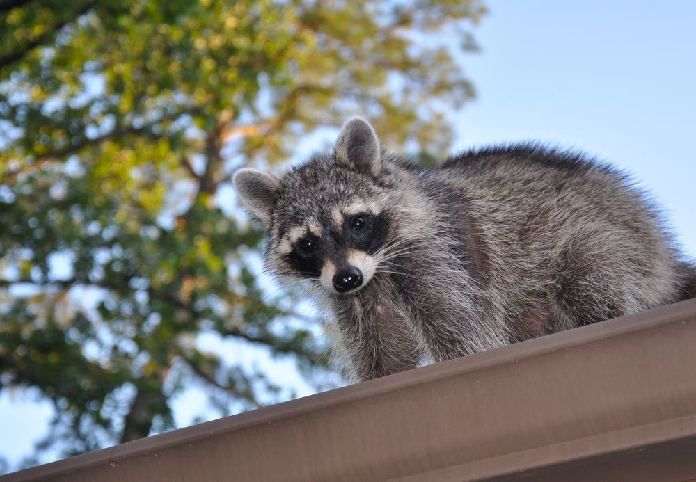 Raccoon perched on brown roof, looking down with dark eyes; green tree and blue sky background.