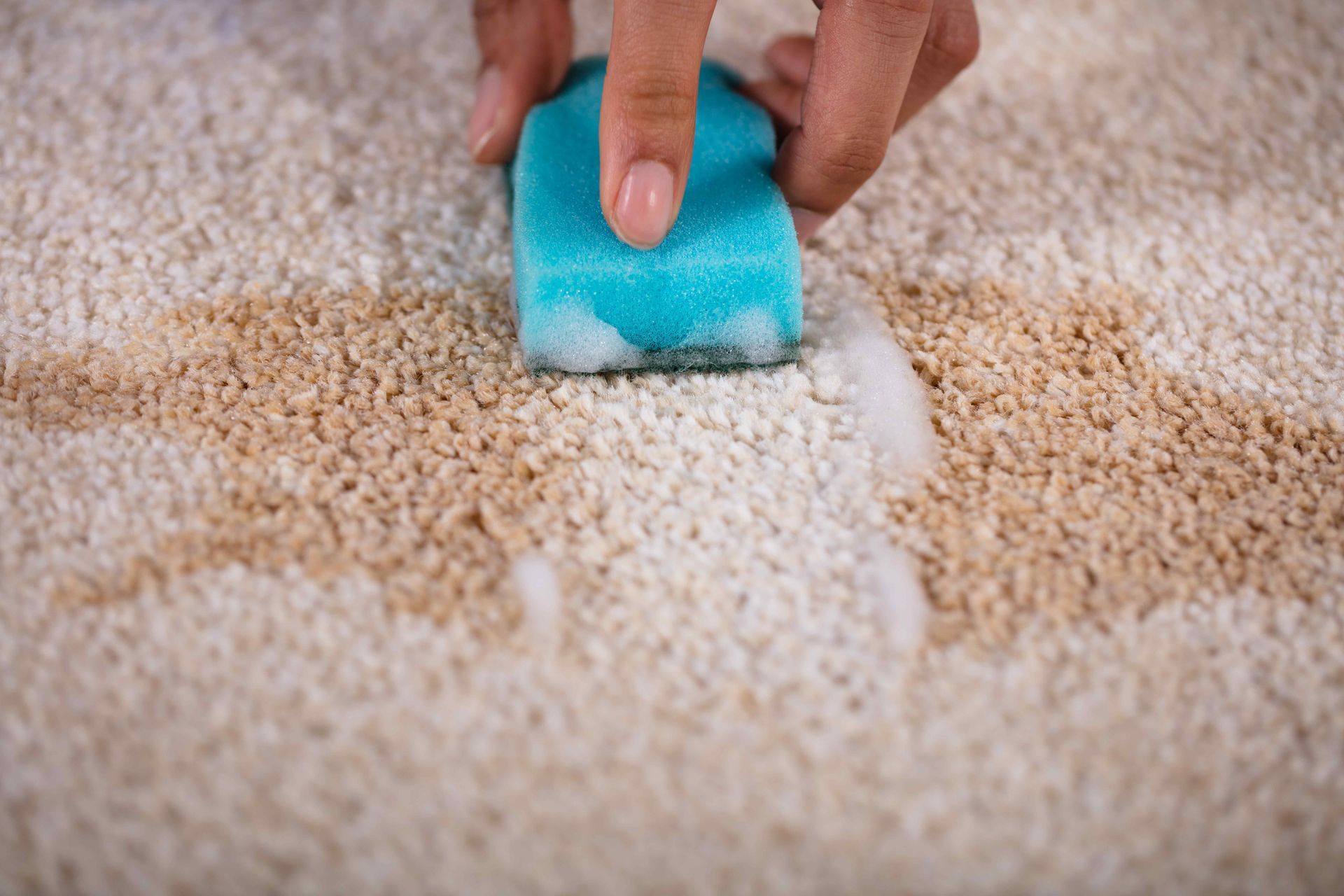 Cleaning a spill on a carpet with a sponge