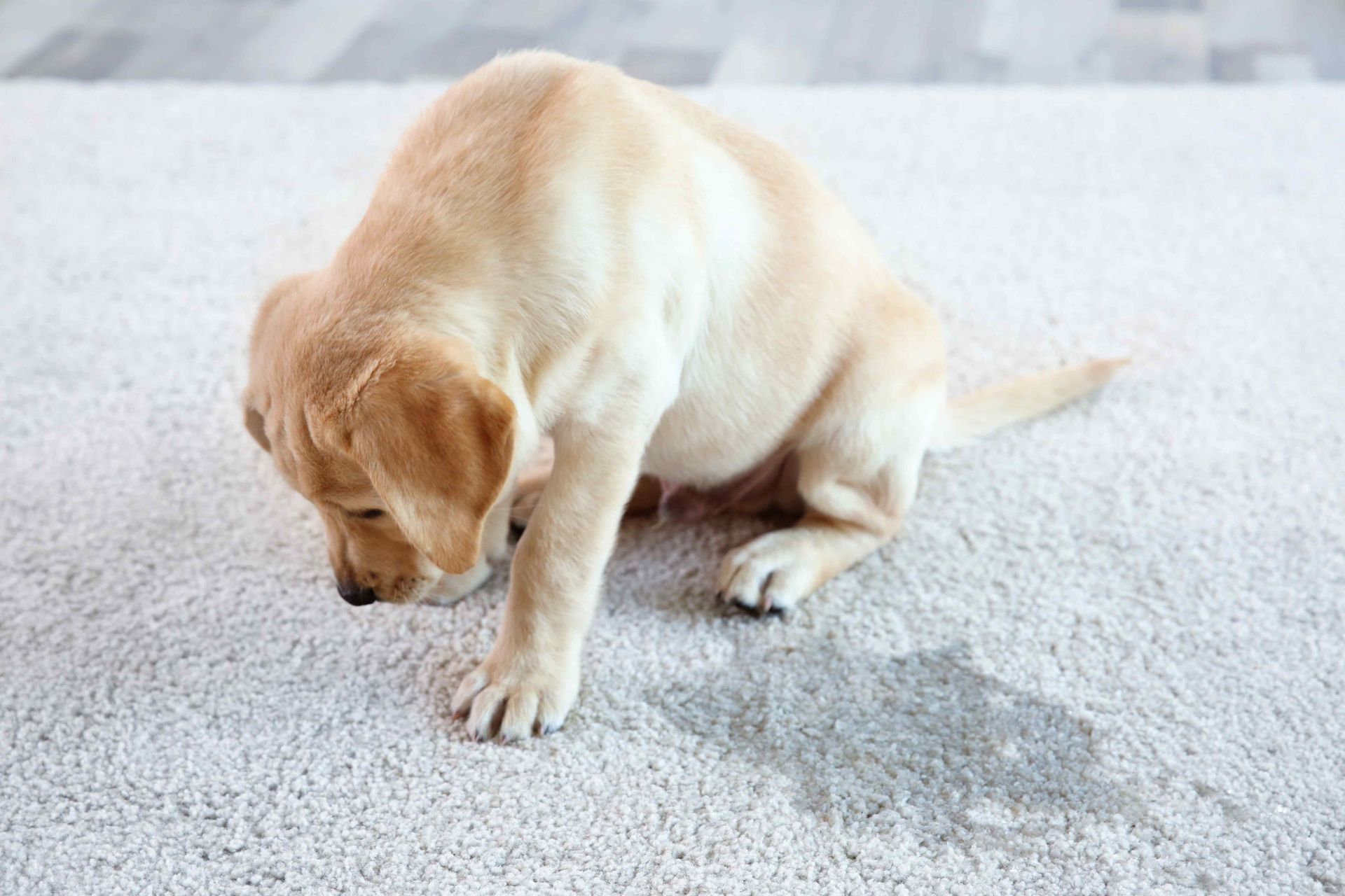A puppy that had an accident on a carpet