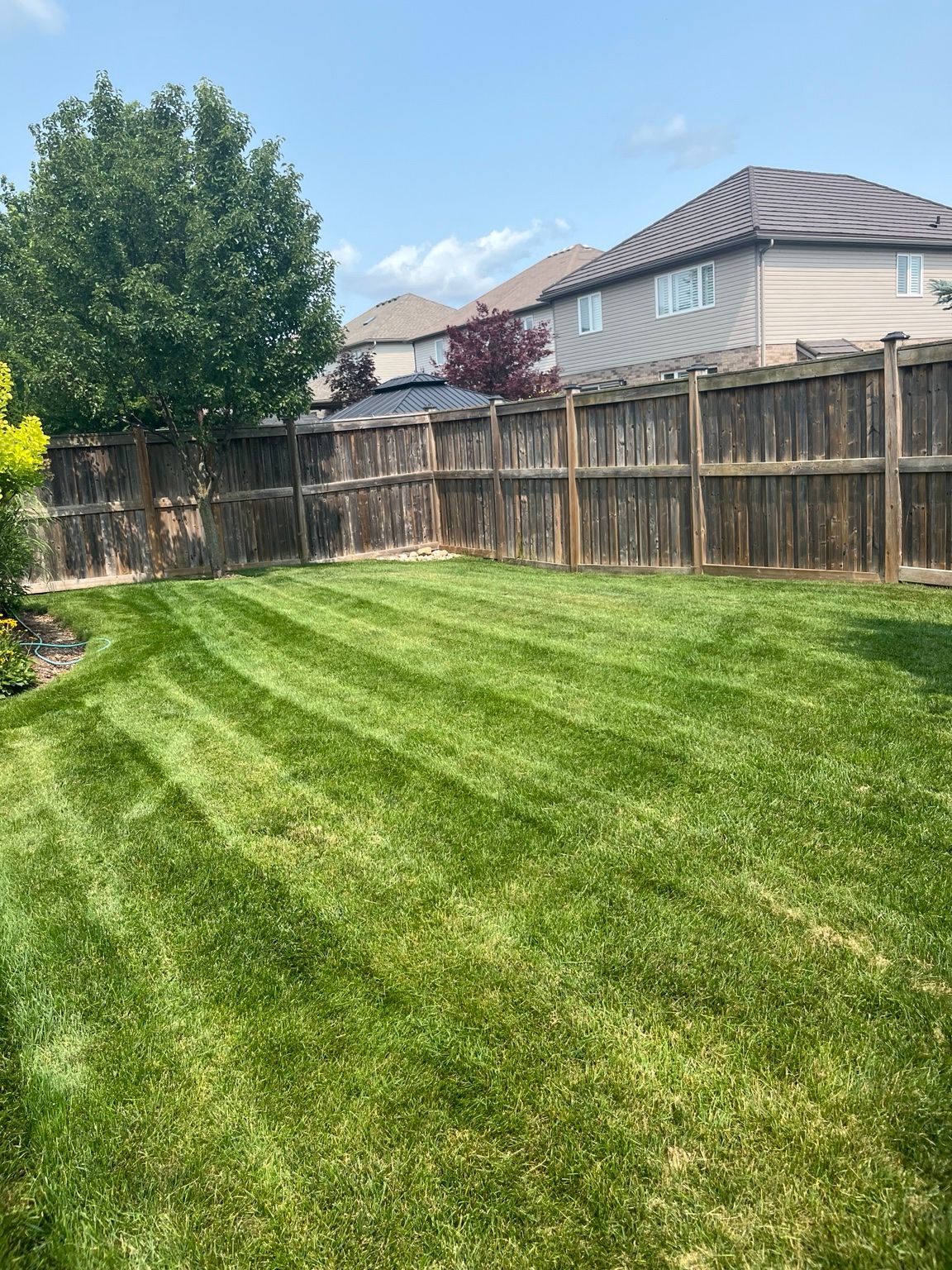Backyard lawn with striped grass, wooden fence, and neighboring houses under a blue sky