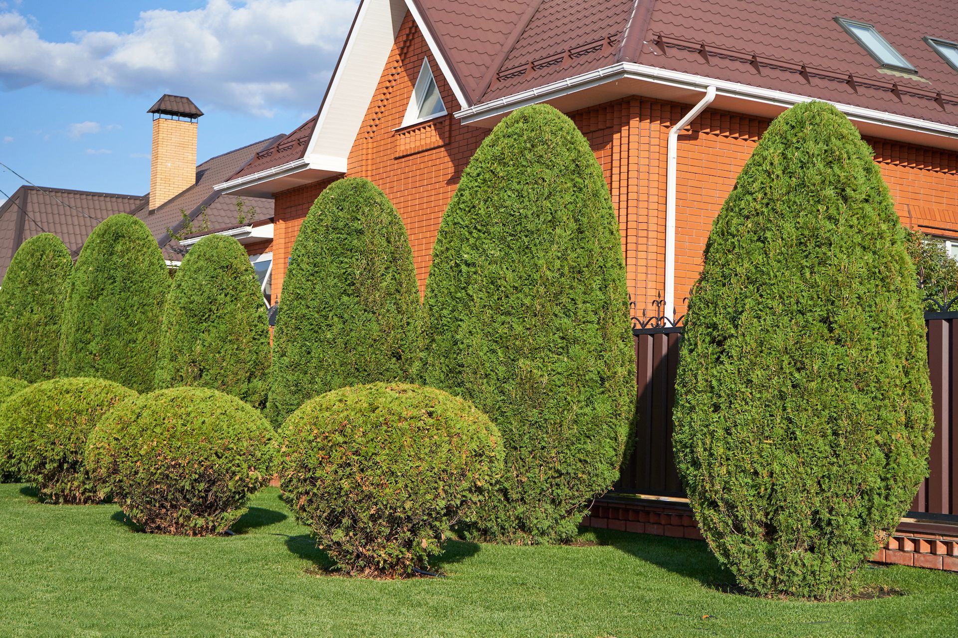Neatly trimmed evergreen shrubs in front of a brick house and black fence under a blue sky