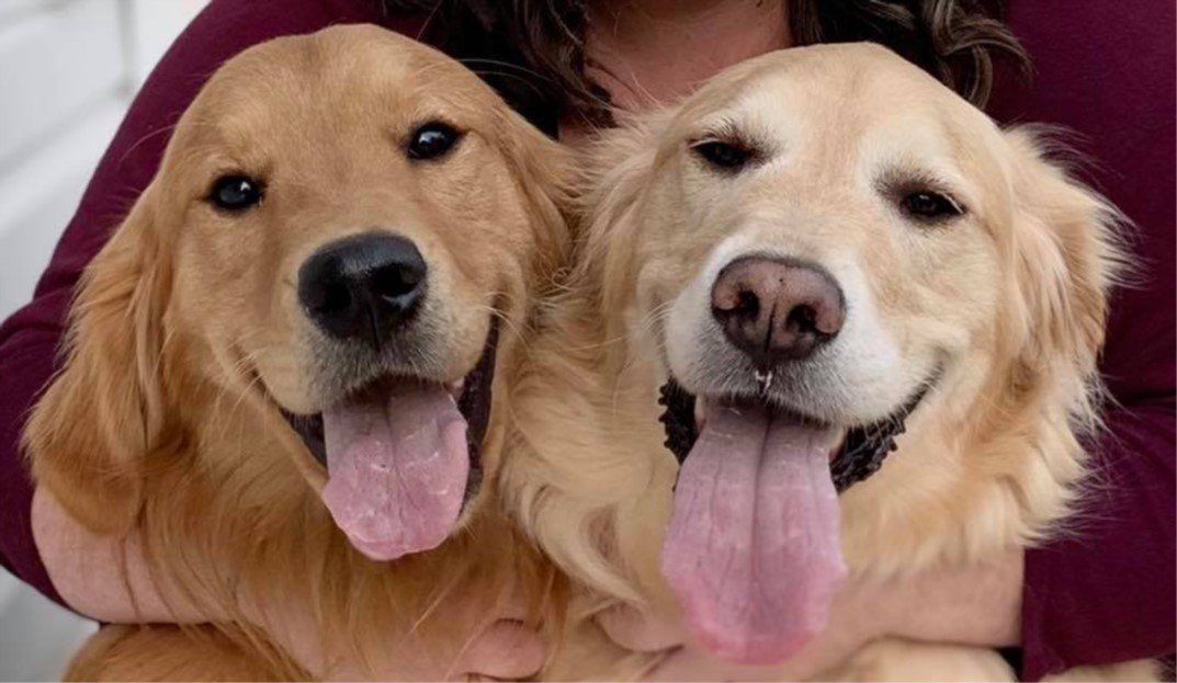 Two golden retrievers with tongues out, sitting side by side on a maroon couch.