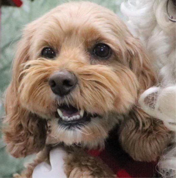 Close-up of a tan, fluffy dog with a happy expression and open mouth