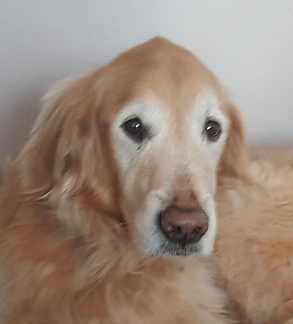 Golden retriever with a calm expression, lying on a light-colored couch.