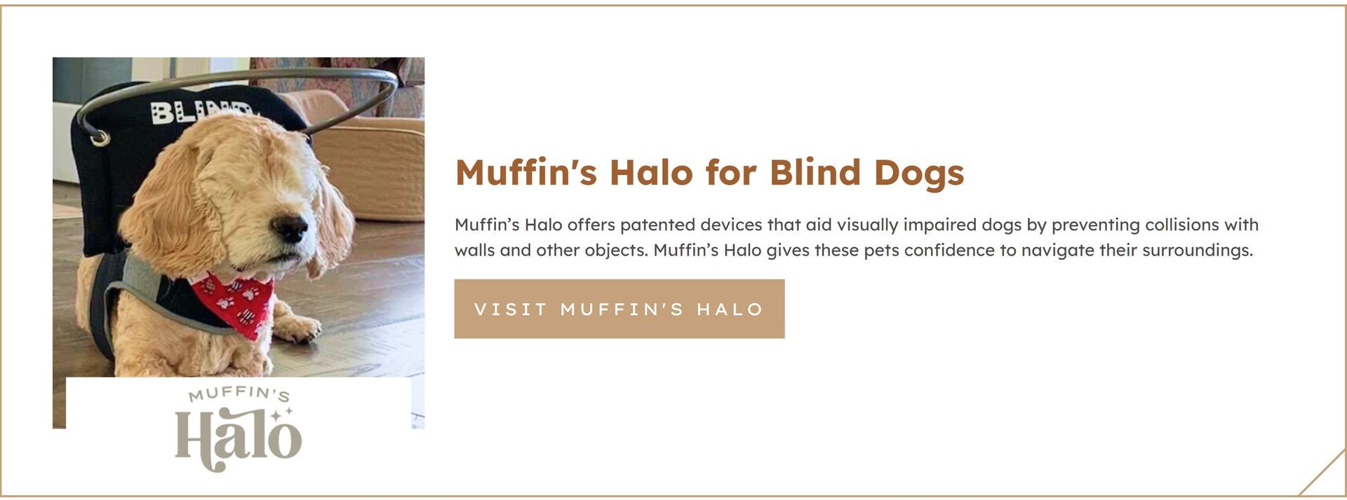 Golden doodle in a service dog vest beside the title “Muffin’s Halo for Blind Dogs” on a website banner