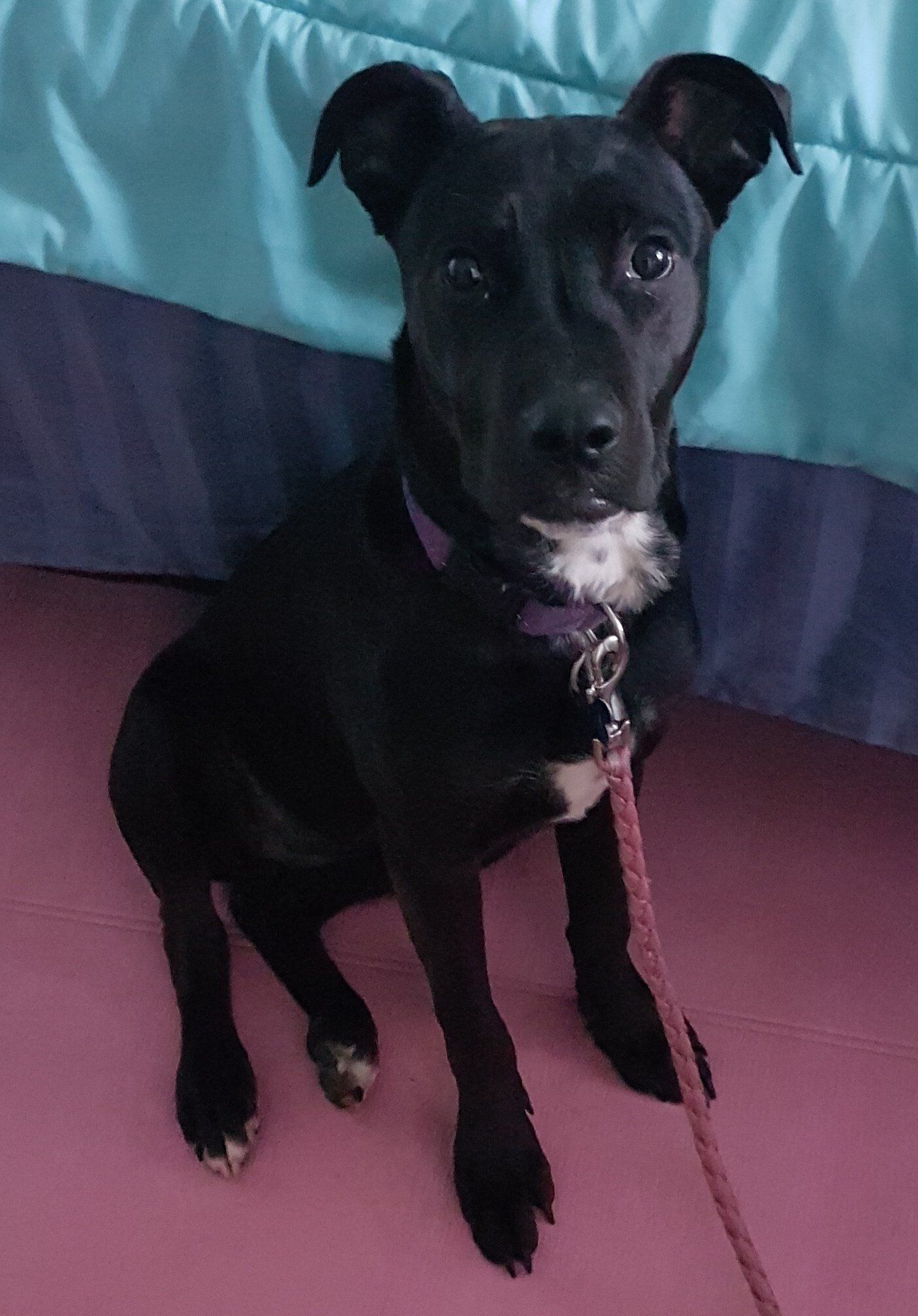 Black dog with a white chest sits on a bed, wearing a pink collar and leash.