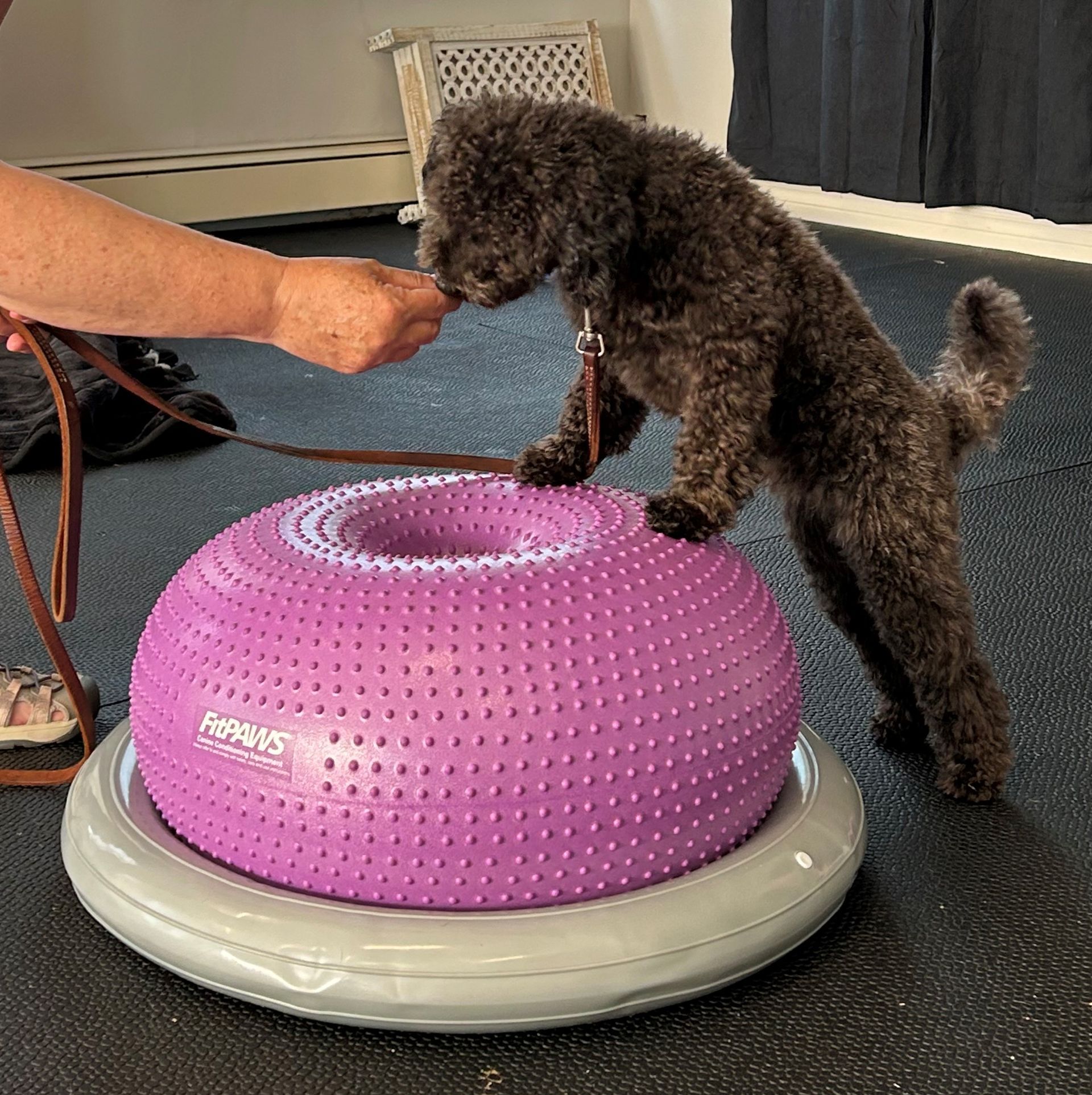 Small black dog standing on a purple wobble platform, reaching toward a person’s hand indoors