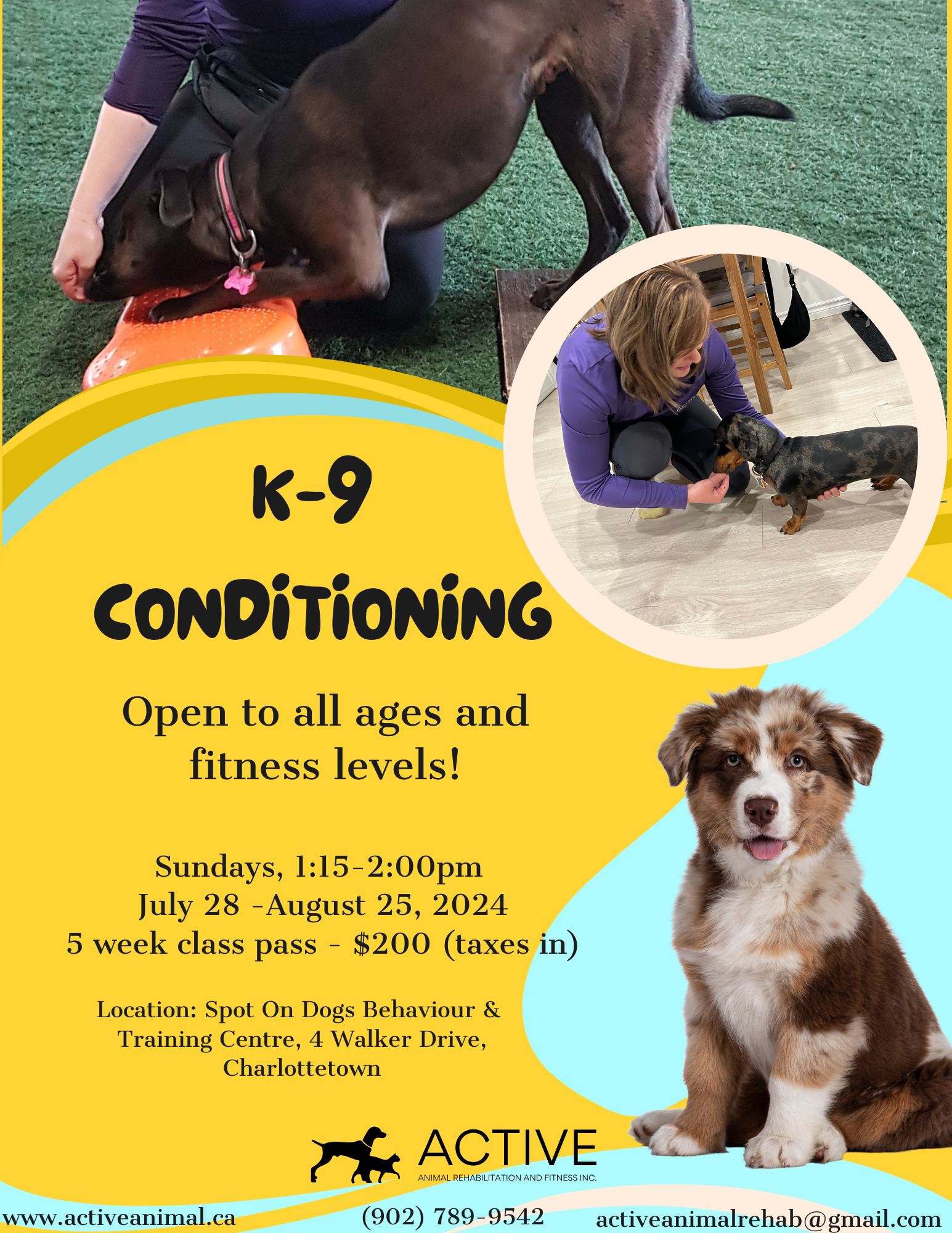 K-9 conditioning flyer with dogs exercising and training; yellow, blue and orange design with event details.
