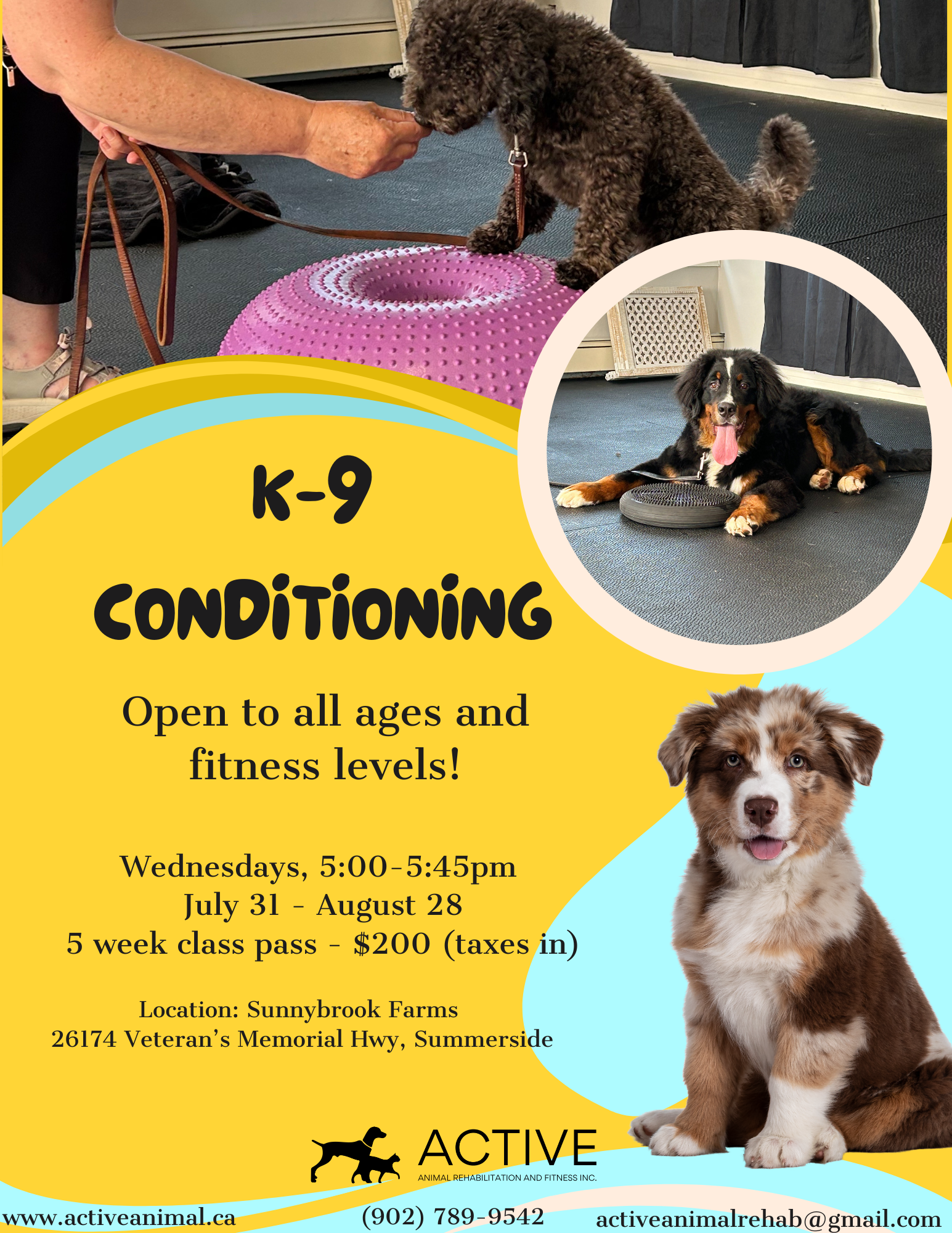 K-9 conditioning flyer with dogs on exercise equipment, bright yellow-blue design, class details and ACTIVE logo
