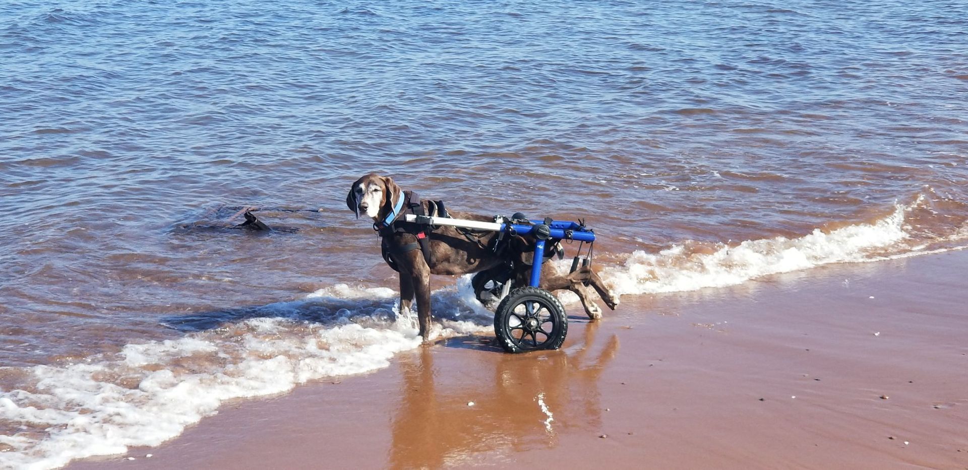 Dog wearing a wheelchair standing in shallow ocean water on a beach