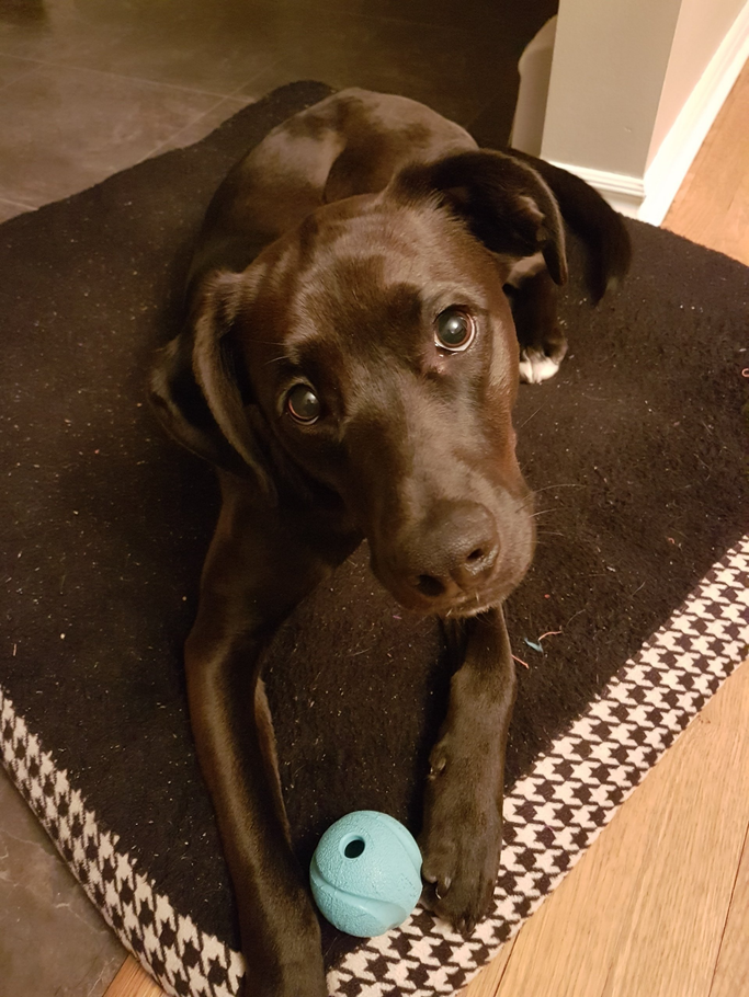 Black puppy lying on a cushion, looking up with a blue ball between its paws