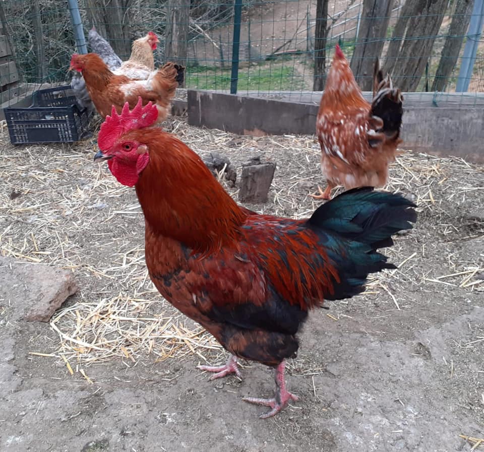 galline