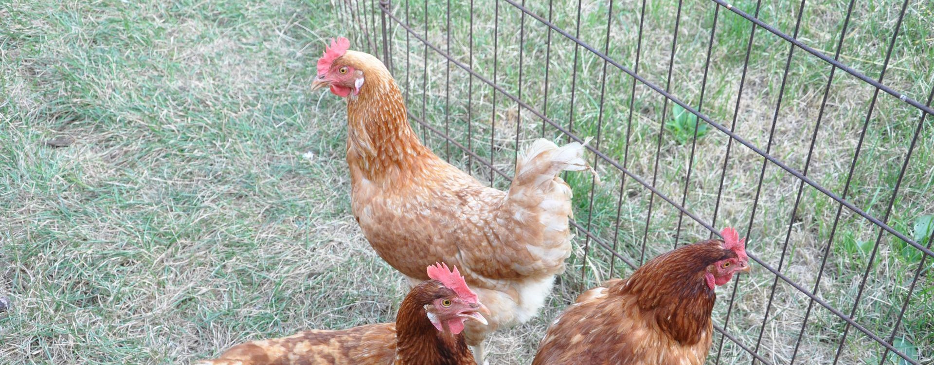 Three brown chickens are standing next to a wire fence.