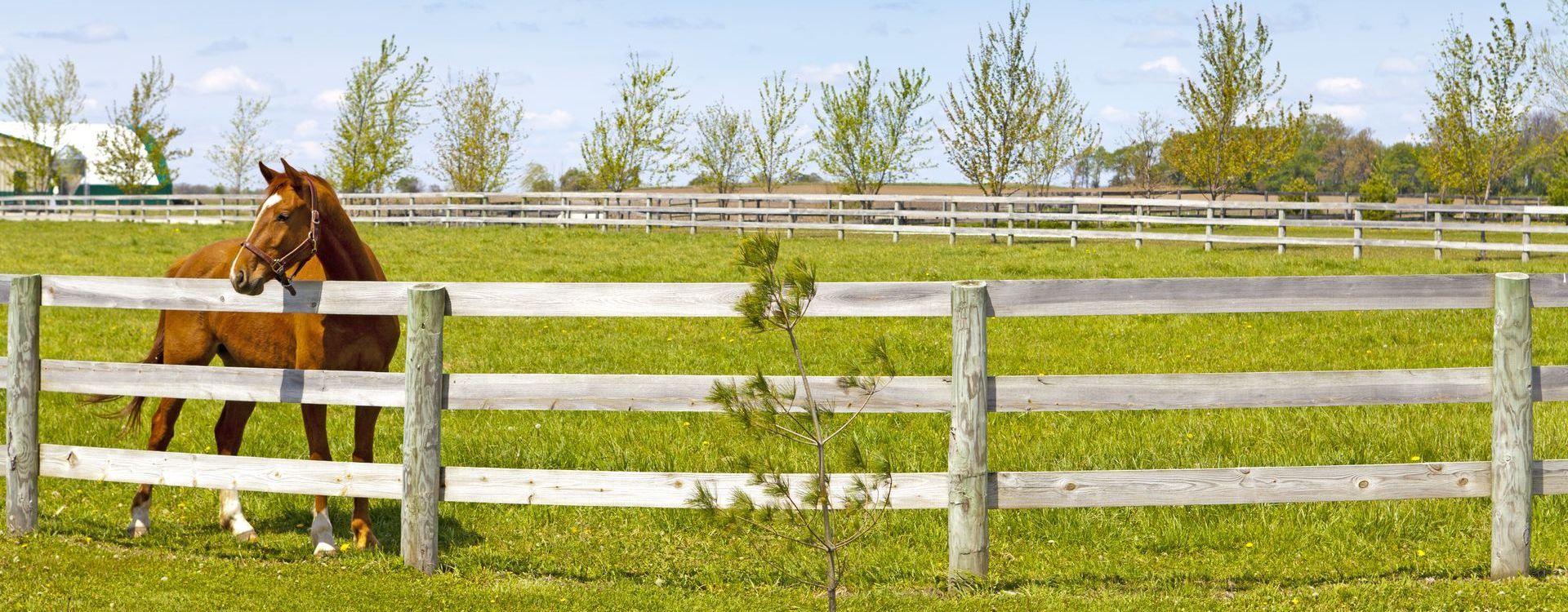 A horse is standing in a grassy field behind a wooden fence.