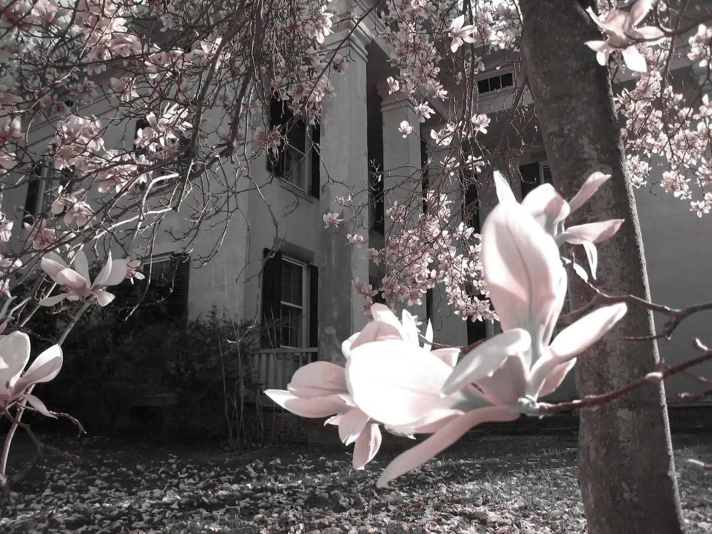 A tree with pink flowers in front of a building