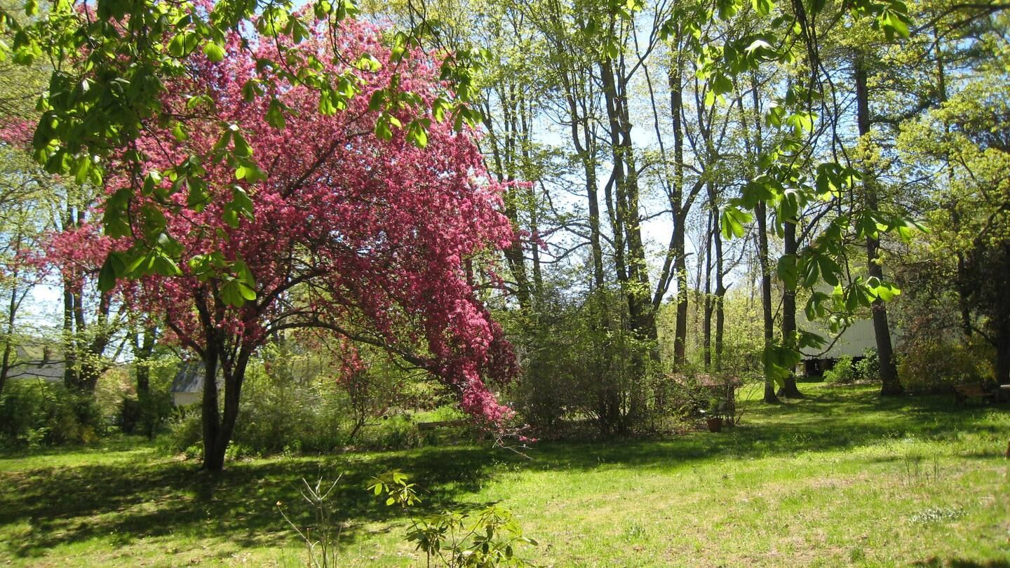 A tree with pink flowers is in the middle of a lush green forest.