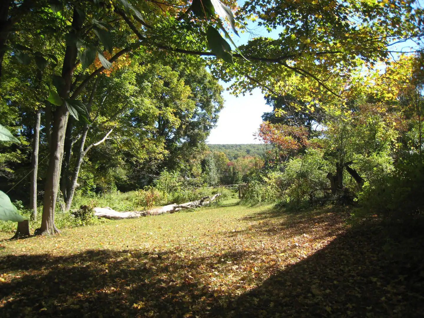 A lush green forest with trees and leaves on the ground