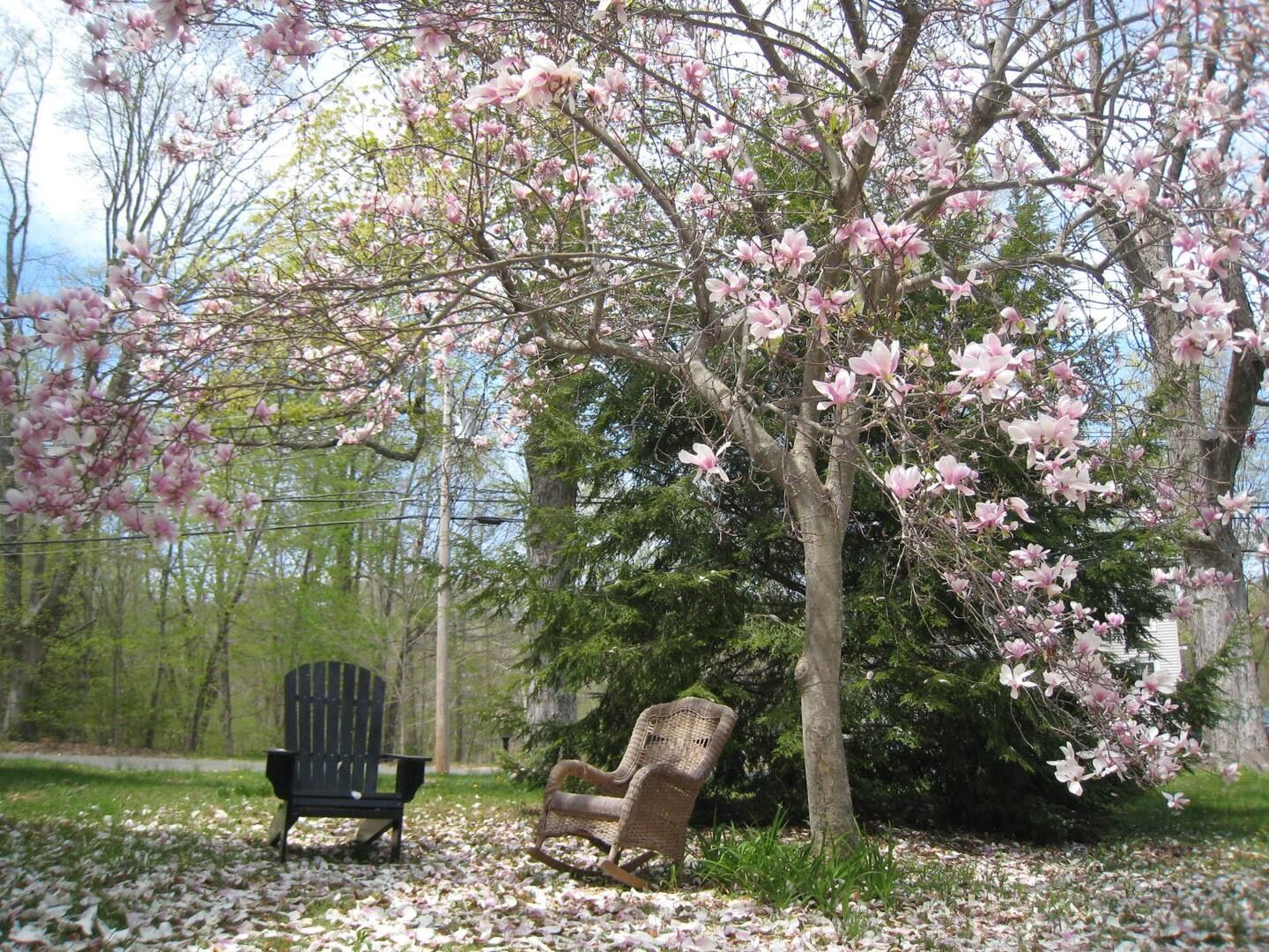 A rocking chair is sitting under a tree with pink flowers.