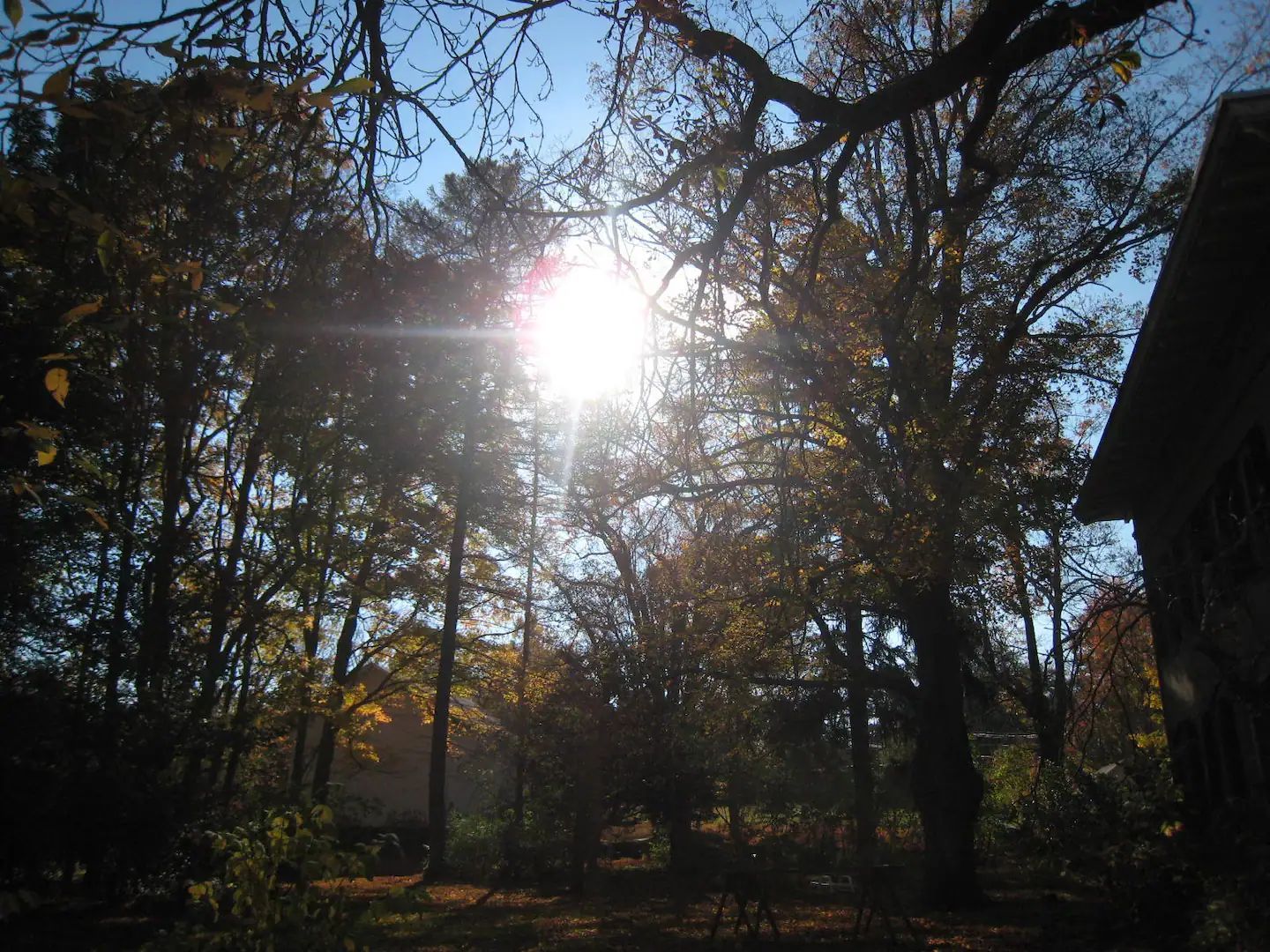 The sun is shining through the trees in the woods