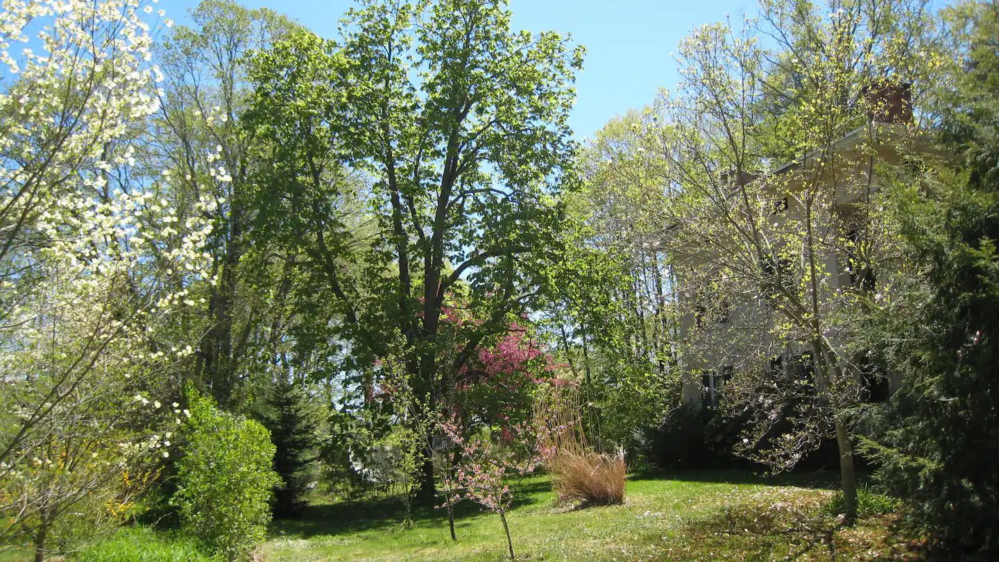 A lush green forest with lots of trees and flowers