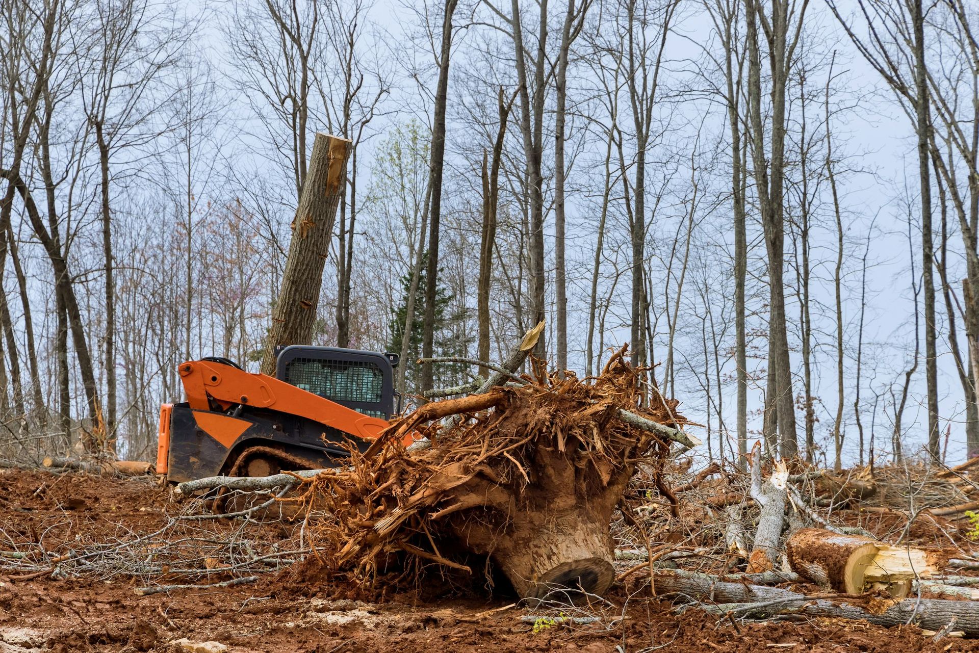 Tree Climbers Services gallery