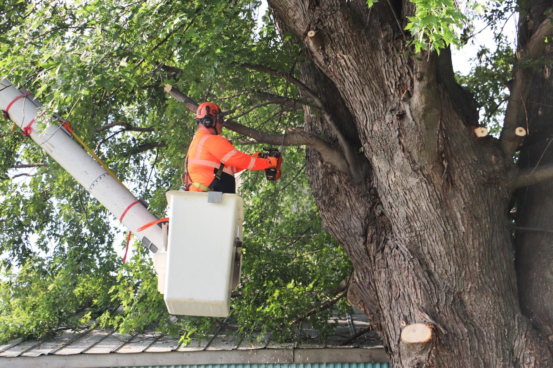 How Emergency Tree Services Can Save You After a Storm