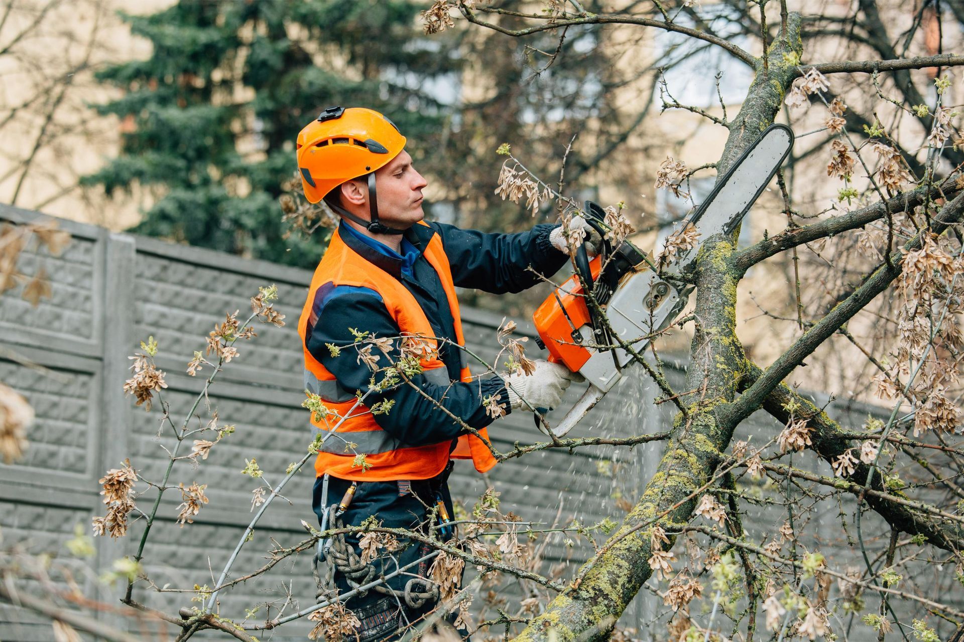 A person in a bright orange hard hat and safety vest uses a chainsaw to prune branches in front of a gray fence.