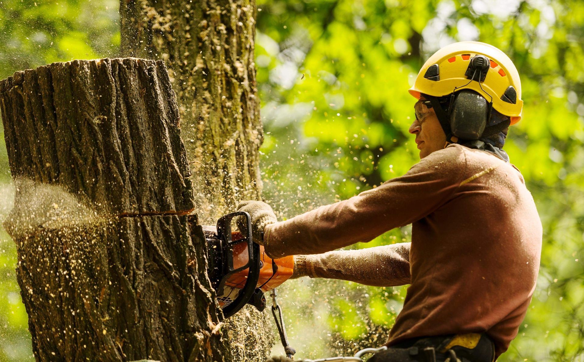 Arborist cuts tree trunk with a chainsaw. Wearing a yellow hardhat and ear protection. Sawdust flies.